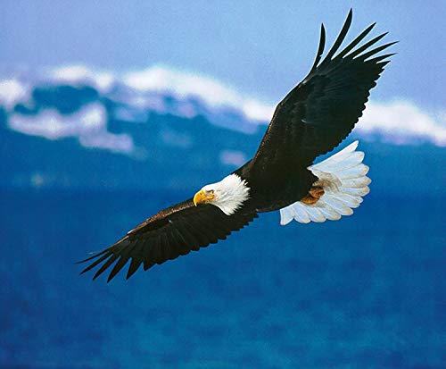 8 Inch - Bald Eagle Soaring ~ Edible Cake Topper