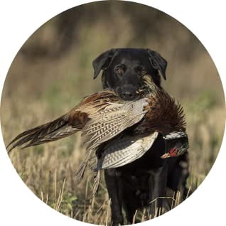 Pheasant Hunting with Dog Retrieving Ceramic Car Coaster Set 2.56" (2 Pack)