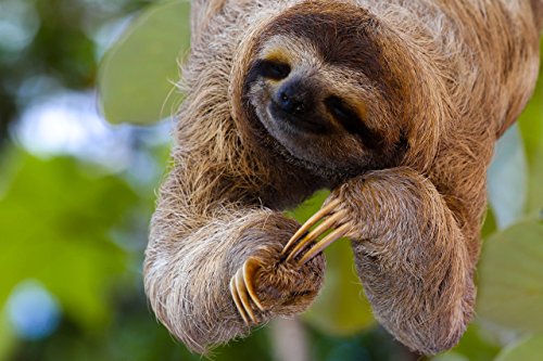 Smiling Sloth Edible Cake Topper-1/4 Sheet